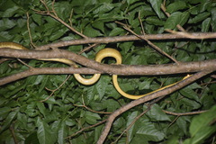 Corallus ruschenbergerii