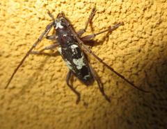 Enaphalodes taeniatus