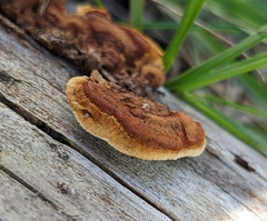 Gloeophyllum sepiarium