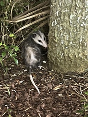 Didelphis virginiana