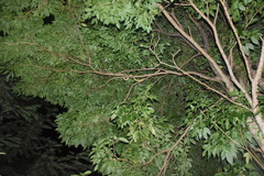 Corallus ruschenbergerii