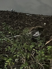 Didelphis virginiana