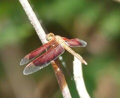 Neurothemis stigmatizans