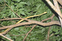 Corallus ruschenbergerii