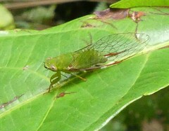 Owra insignis