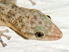 Phyllodactylus lanei