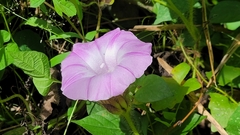 Argyreia capitiformis