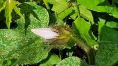 Argyreia capitiformis