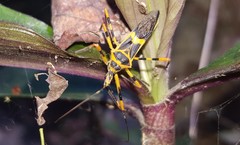 Zelus armillatus