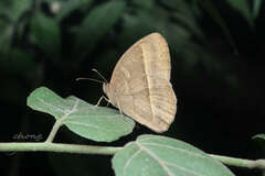 Mycalesis mineus