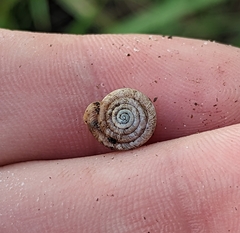 Polygyrinae