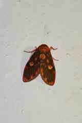 Ammatho cuneonotatus