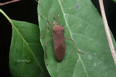 Paradasynus spinosus