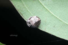 Eriovixia