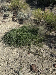 Acleisanthes longiflora