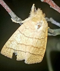 Pyreferra hesperidago