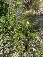Acleisanthes longiflora