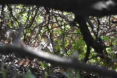 Geothlypis tolmiei