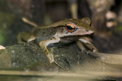Clinotarsus alticola