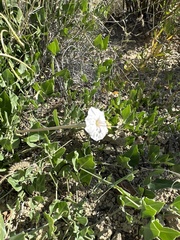 Acleisanthes longiflora
