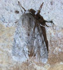 Acronicta americana