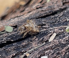 Acanthepeira stellata