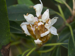 Rhododendron maximum