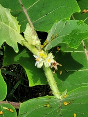Solanum quitoense