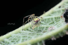 Meotipa spiniventris