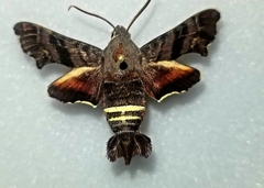 Amphion floridensis