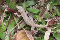 Hemidactylus frenatus