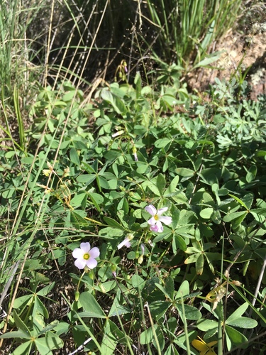 Blue woodsorrel (Oxalis caerulea)