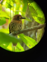 Malacoptila panamensis