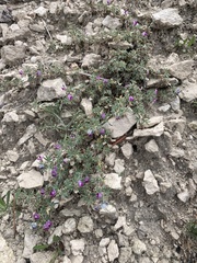 Astragalus kentrophyta elatus