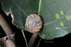 Camaenella platyodon