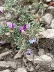 Astragalus kentrophyta elatus
