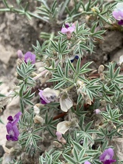 Astragalus kentrophyta elatus