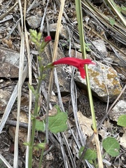 Salvia roemeriana