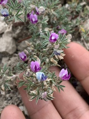 Astragalus kentrophyta elatus