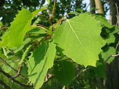 Populus grandidentata