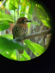 Malacoptila panamensis