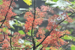 Urera caracasana