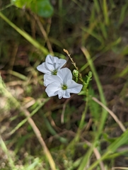 Linum monogynum