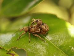 Leptopius tetraphysodes