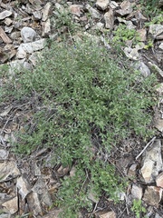 Salvia lycioides