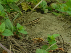 Microlophus occipitalis