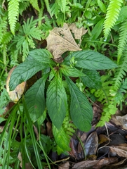 Rhynchotechum discolor