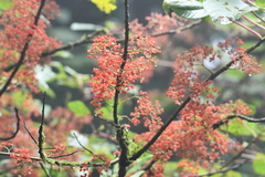 Urera caracasana