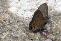 Prosotas nora superdates