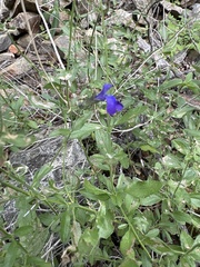 Salvia lycioides